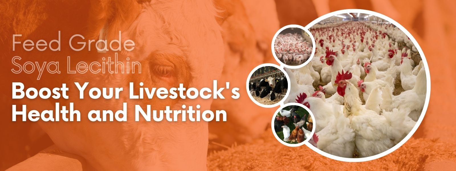 How Feed Grade Soya Lecithin Improves Animal Nutrition Feed Grade Soya